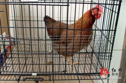 产袖珍鸡蛋的花鸡