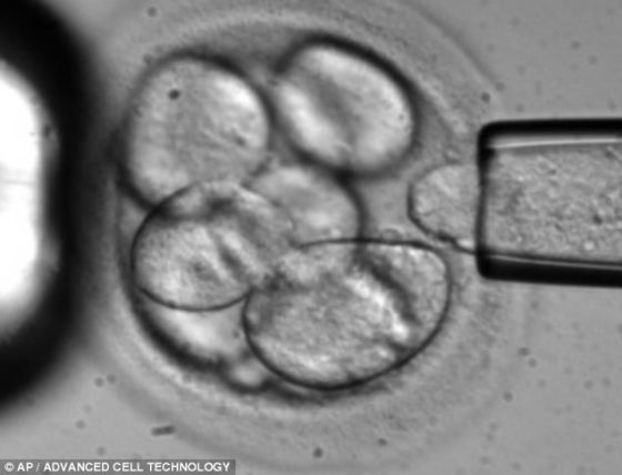 诱导多功能干细胞和胚胎干细胞拥有相同的特性，其中包括在体内发育成任何组织类型的能力。