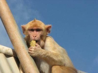 研究发现猴子和人一样也迷信运气