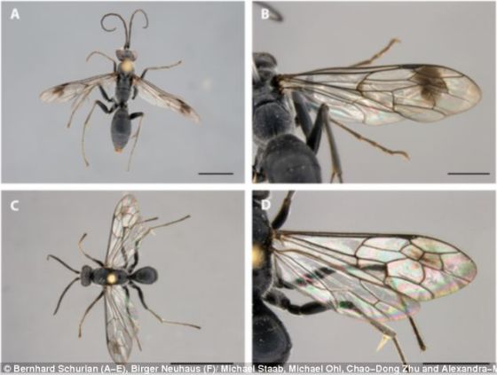 科学家在中国亚热带森林中开展一项森林多样性研究时发现这种黄蜂。它们是黑色，但翅膀上有褐色斑点。照片显示，雌黄蜂最长可到一英寸的十分之六。