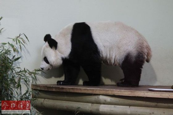 资料图片：大熊猫“甜甜”在英国爱丁堡动物园熊猫馆内玩耍。