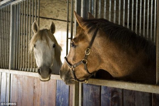 一项新研究称，一匹马的耳朵耷拉下来时，意味着它很放松。但当它的耳朵竖起时，这只动物就很愤怒（照片显示）。