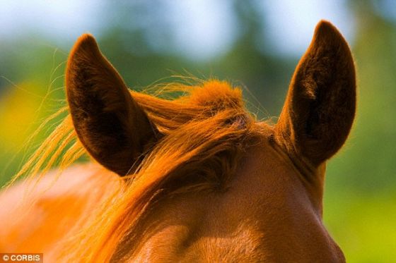 一匹马对某物感兴趣时，就会竖起耳朵，然后朝吸引它注意力的任何东西转动耳朵。研究人员发现，把马的耳朵盖住，就会破它坏阅读彼此兴趣的能力。