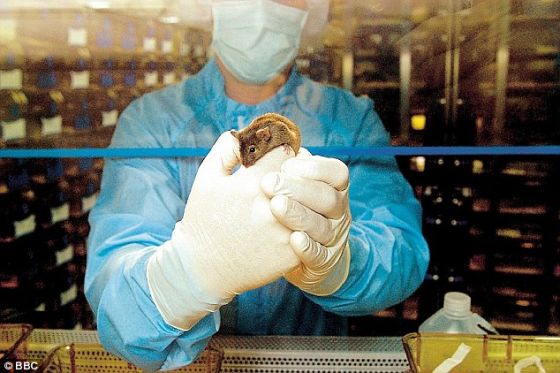 　　通过老鼠进行的一项研究，一项未来派新疗法让需要进行器官移植的人看到了新希望，患者可以通过该技术培育自己的新器官。