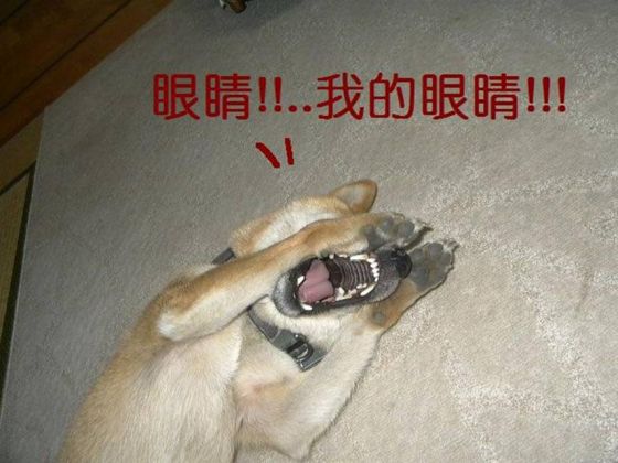 啊我的眼睛！