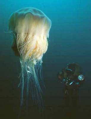 巨型有毒水母美国海滩蛰伤百人