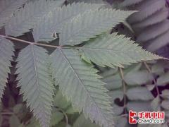 智能诠释精致商务 诺基亚E71详细评测 