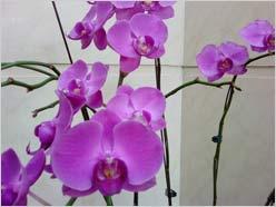 上网飙生活 索尼爱立信G705首发评测