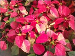 杰仕铭品 全能商务三星i908E精彩评测