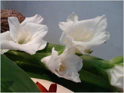 全国首发 二代三星阿玛尼手机M7500评测