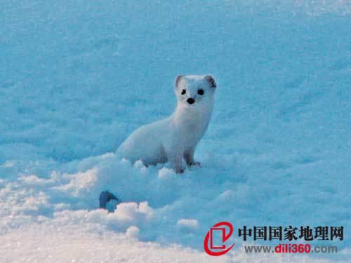 盘点姓雪的动物 世界屋脊上的胖鸟雪鸡 图 手机新浪网 盘点姓雪的动物 世界屋脊上的胖鸟雪鸡 图 手机新浪网