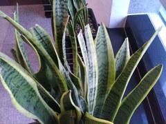 联想设计巅峰之作 红点大奖手机X1评测 