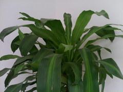 联想设计巅峰之作 红点大奖手机X1评测 