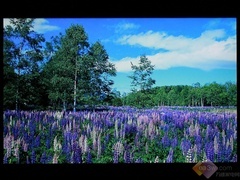 男蓝限量版 TCL智能云电视V7300首测