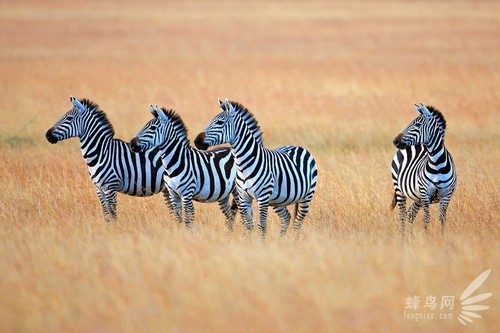 肯尼亚“狩猎”记——野生动物拍摄全攻略
