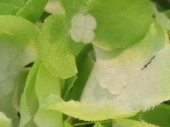 佳能5D2测试