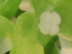 佳能5D2测试