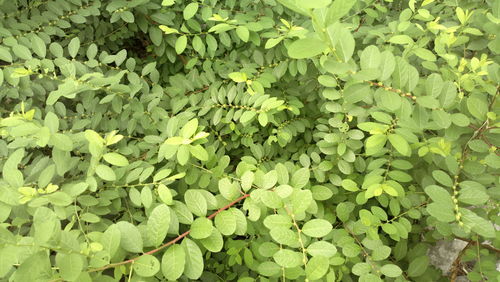 越级挑战 诺基亚808 Pure View手机初体验