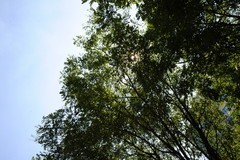 搭载防抖 腾龙SP24-70mm F2.8镜头评测