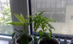 IMG_20120905_112352