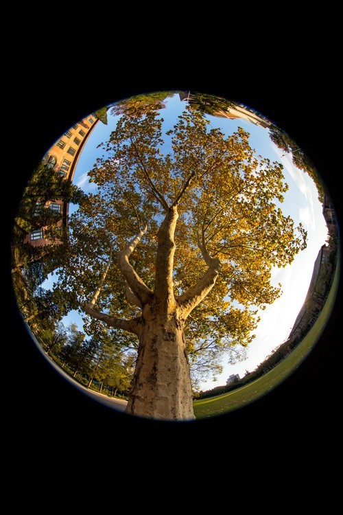 细品别有风味的鱼佳能ef8 15 F4l评测 手机新浪网