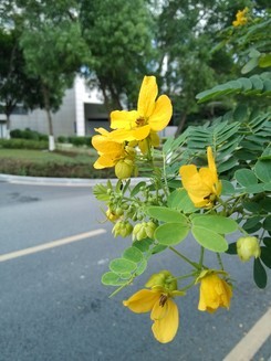 小米2样张