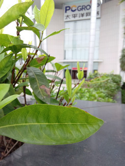 样张