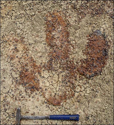 英国学者宣称发现世界首个霸王龙脚印(图)_科学探索_科技时代_新浪网