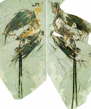 我国发现新鸟类化石郑氏始孔子鸟/王原 摄