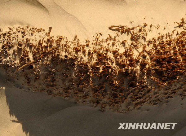 12月2日，这处已经废弃的罗布人房屋，墙体主要由芦苇制成。新华社记者 赵戈 摄