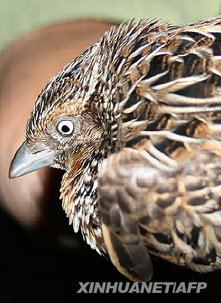 这张菲律宾野生鸟类俱乐部2月17日发布的资料照片显示的是在菲律宾吕宋岛卡拉巴略山捕获的沃氏三趾鹑。新华社/法新