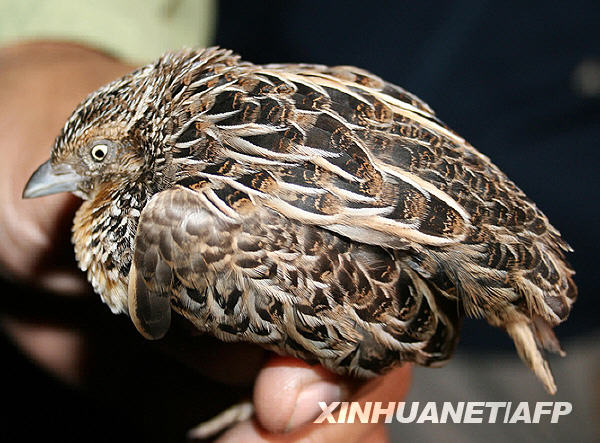 珍稀鸟类沃氏三趾鹑