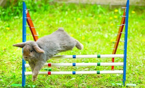 英国唐克斯特市的一对小兄弟把自家养的6只宠物兔全部培养成了“障碍跳高小明星”。