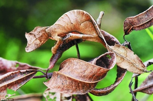 一只蜥蜴成功的伪装