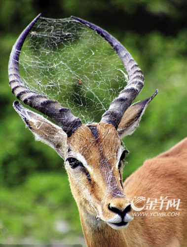 两角和脸上都“蛛丝密布”的羚羊看上去很乐意与新朋友为邻。
