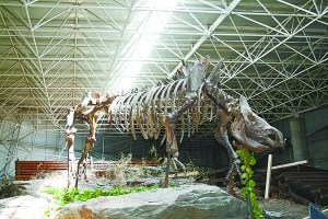 北京石景山冰川馆展珍贵古生物化石
