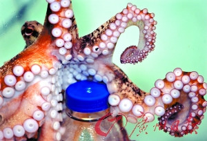 聪明的章鱼能够用触手打开瓶盖，以获取瓶子里的食物