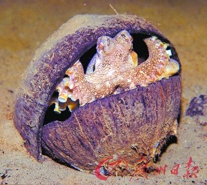 聪明的章鱼可以把身子蜷缩在椰子壳里，用它作为自己的“保护伞”。