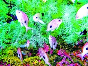 在新西兰南岛西南端的峡湾海域发现了二十多种新的无脊椎动物和六种新的海藻