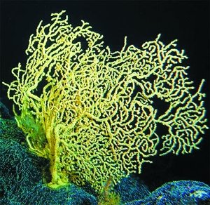 科学家发现夏威夷海中存在一种深海珊瑚，寿命已经达到4265岁，是全球最年老的海洋动物