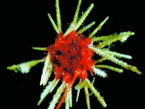 在南极发现的新海洋物种