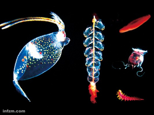 光怪陆离的深海生物。在深海底部生活着的微生物群占地球上总生物量的1/10