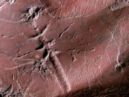 美发现最古老飞行昆虫印记化石