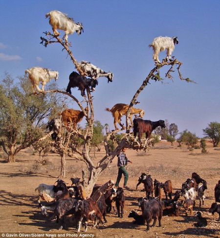 山羊很想吃到摩洛哥坚果树上的美味果实，它们竟爬上树，在摇摇晃晃的树枝上小心翼翼地移动脚步