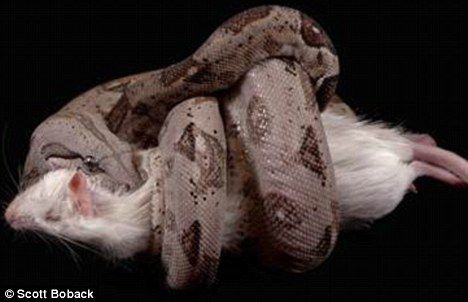 科学家们研究发现在猎物停止心跳的一瞬间蟒蛇就会立即停止缠绕动作以便节省体力