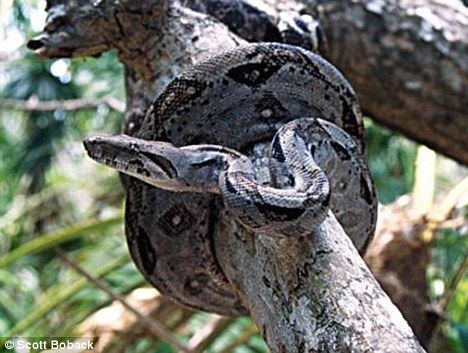 科学家们指出，蛇类展示的这种高度灵敏的触觉感官或许正是蛇类可以完成一些复杂行为的原因所在