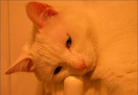 给可爱的小花猫洗脸!ps数码照片偏色调整