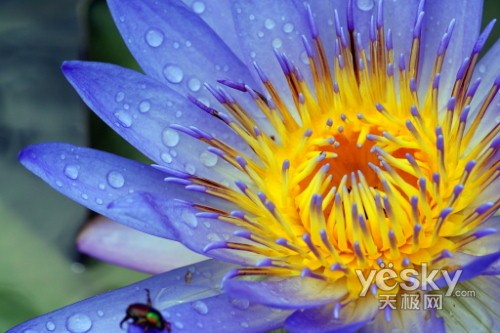 图为：花瓣中的金龟子