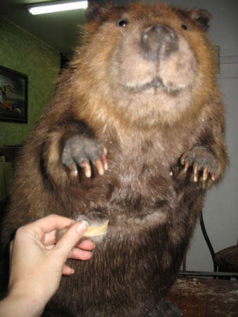 考验心理承受能力看海狸鼠变pc