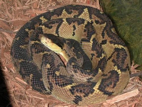 razer宣布lachesis鼠中文名为巨蝮蛇